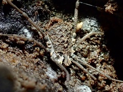 Ortholasma rugosum