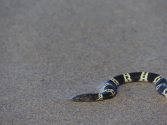 Hydrophis elegans