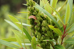 Laurophyllus capensis