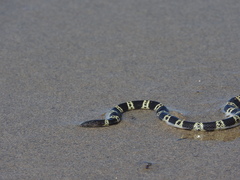 Hydrophis elegans