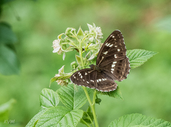 Limenitis helmanni