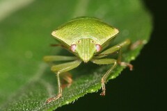 Plautia crossota