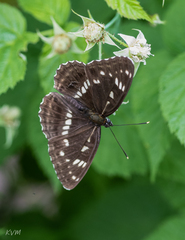 Limenitis helmanni