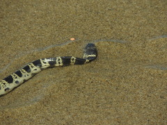 Hydrophis elegans