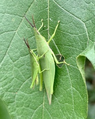 Atractomorpha australis