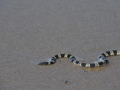 Hydrophis elegans