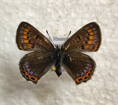 Lycaena helle