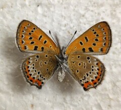 Lycaena helle