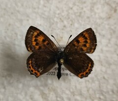Lycaena helle