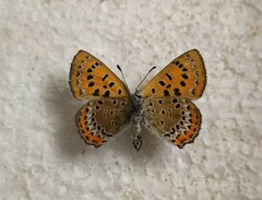 Lycaena helle