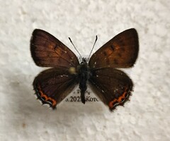 Lycaena helle