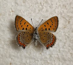 Lycaena helle