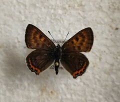 Lycaena helle