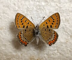 Lycaena helle