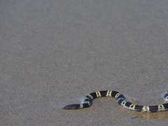 Hydrophis elegans