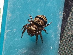 Thorelliola ensifera