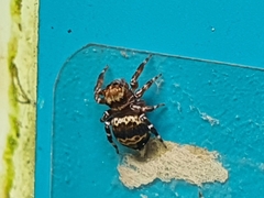 Thorelliola ensifera