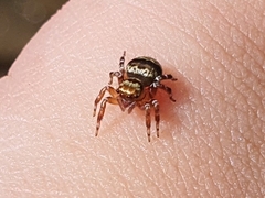 Thorelliola ensifera