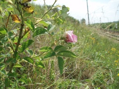 Rosa gallica
