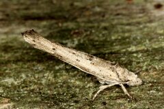 Zelleria oleastrella