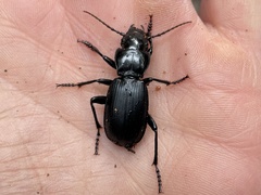 Pterostichus lama