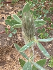 Trifolium palaestinum