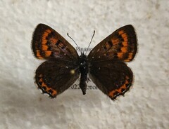 Lycaena helle