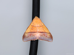 Odonestis erectilinea