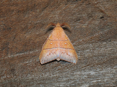 Odonestis erectilinea