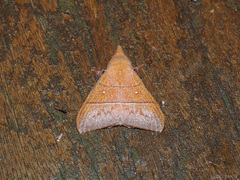 Odonestis erectilinea