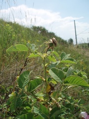 Rosa gallica