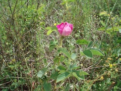 Rosa gallica