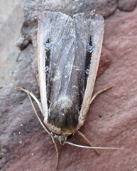 Ochropleura leucogaster