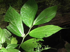 Elatostema