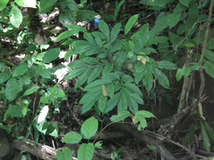 Amorphophallus