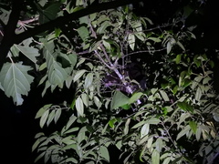 Pseudochirulus herbertensis