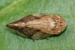 Clovia