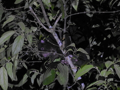 Pseudochirulus herbertensis