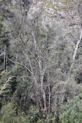 Podocarpus latifolius