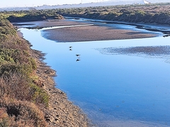 Himantopus himantopus