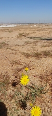 Senecio glaucus