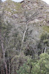 Podocarpus latifolius