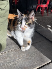 Felis catus