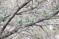 Podocarpus latifolius