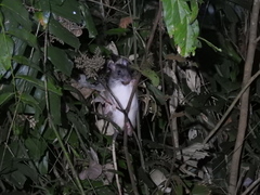 Uromys caudimaculatus