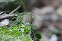 Jamides alecto dromicus