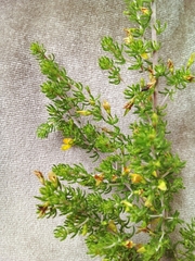 Aspalathus subtingens