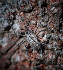 Tamopsis fickerti