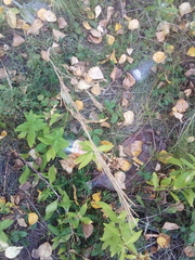 Erysimum marschallianum