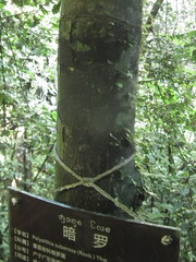 Polyalthia suberosa